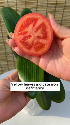 1 step to handle all tree problems #gardeningday #gardeninguk #gardeningfun #urbangardening #gardeninggoals | Gardening Tips | Facebook