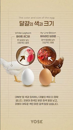 The Color and Size of Eggs