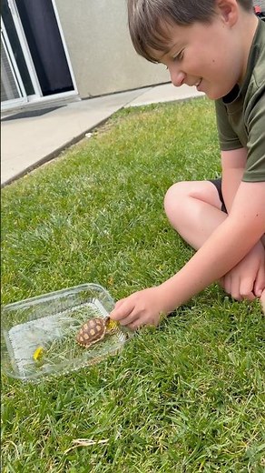 Love at First Sight 🐢♥️ Boy Meets His Baby Sulcata Tortoise on 13th Birthday #sulcata #tortoise