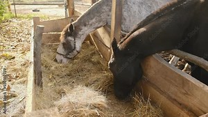 Care and care of racehorses A racehorse stands in a paddock and eats hay in the evening in autumn.