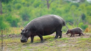 An African Female Hippopotamus (Hippopotamus amphibius) with her baby hippo walking towards river at Chobe National Park, Botswana, South Africa.