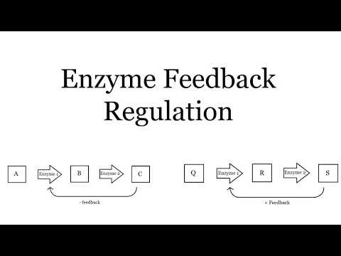 Feedback Regulation of Enzymes Explained | MCAT Biochemistry
