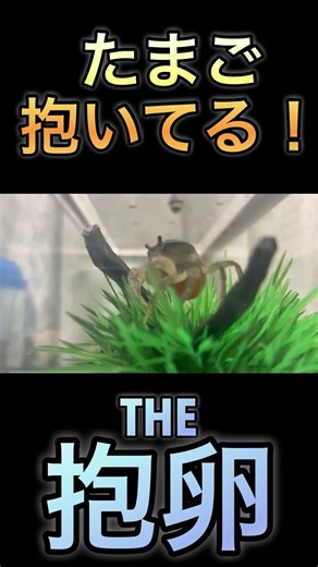 青いサワガニ初めての抱卵！#サワガニ #抱卵 #繁殖成功 #青いサワガニ #50代ゲイ