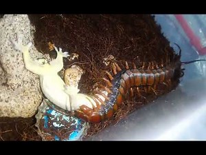Centipede vs Lizard(House Gecko)