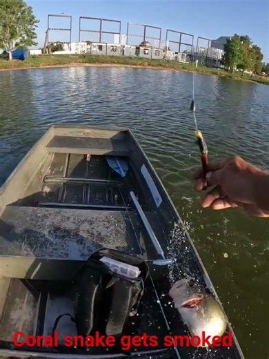 the coral snake pattern on the mojo worm getting it done #bassfishing #softplasticbaits #fisherman