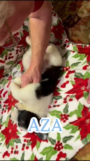 Grace Wood Farm on Instagram: "Meet Aza! 🐾 Our adorable Small Standard Sheepadoodle from Mama Charlie’s litter (Mama Charlie x Daddy Cooper) is now 7 weeks old and already stealing hearts with his sweet, fluffy face! 🤎✨ This little guy is growing beautifully and will soon be ready to bring his gentle, playful, and loving charm to a forever home. 🏡💛 🐶 Curious about Aza? We’d love to share more photos, videos, and updates on his journey as he grows! 📞 Call or text us at 803-888-4149 for inqu