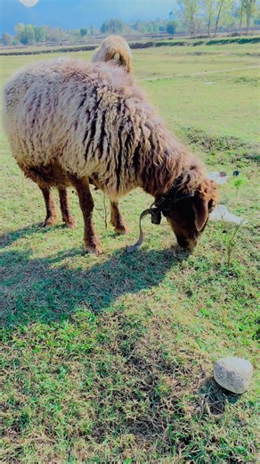 Sheep eating and enjoy with their babe In this comprehensive, hour-long documentary, we're diving deep into the fascinating world of the domestic sheep (Ovis aries). Whether you’re a lifelong shepherd, a new homesteading enthusiast, or just someone who loves these fluffy, gentle creatures, this video has something for you! #Sheep #Lambs #FarmLife #Shepherd #Flock #Wool #Farming #Agriculture #Homesteading #CuteAnimals #BabyAnimals #CountryLife #Pasture #Grazing #Livestock #FarmAnimals #NatureLove