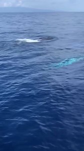 It’s our favorite day of the week! Happy #WhaleWednesday everyone 🐋💙 | Pacific Whale Foundation