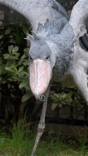 16K views · 823 reactions | Shoebill Clattering beak sound #fypシ゚ #shoebillstork #naturesounds #shoebillsound | ShoebillStork28 | Facebook
