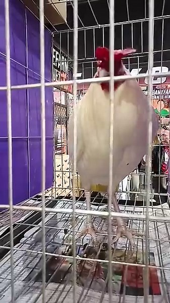 WGE 2025 | Biboy Enriquez #shorts