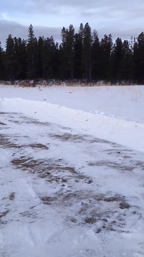 Pine Marten chasing bunny repost #run #chase #marten #pinemarten #bunny #hunting #alberta #video #winter #nature #wildlife #predator