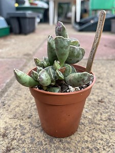 Adromischus Cooperi - Plover Eggs - Rooted Plantlet - Etsy UK