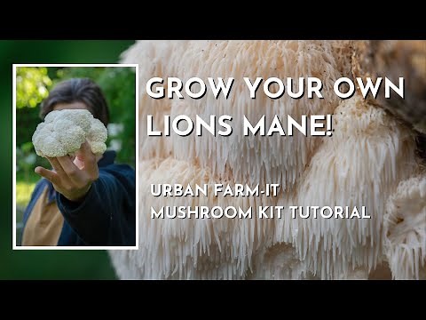 Grow Lions Mane At Home! | Mushroom Kit Tutorial