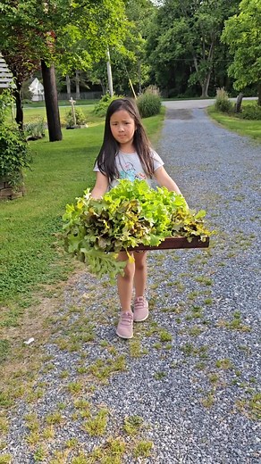 22 reactions · 4 comments | Fresh lettuce from our garden | Kathy's Organic Garden | Facebook