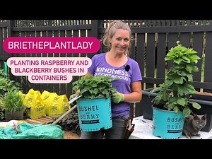 How to plant raspberry and blackberry bushes from Bushel & Berry