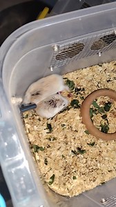 9K views · 207 reactions | Anak ng Red eye line, malalaman kung nag labas ng red eye or ruby eye kahit pinkies palang | Gift Roborovski | Facebook