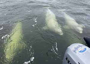 Manitoba, Canada to study protection for waters off Hudson Bay coast