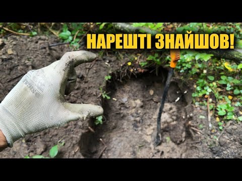 They searched in the forest until night. Search with a metal detector in Ukraine