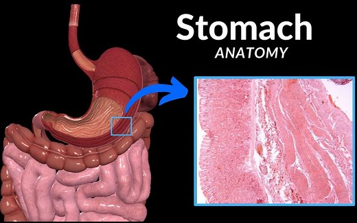 胃解剖（局解、外部特征、壁层）