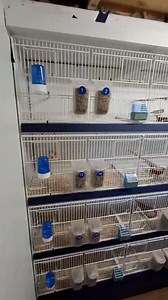 Thanks to our customer Dean from England for choosing our products. Art.91 Smart Cage Retailer for U.k David Cox 447989731468 | Italgabbie