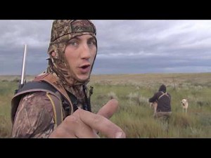 Hunting coyotes with decoy dogs