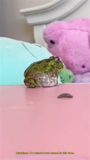 Creature of the day: The Pacman Frog 🐸 Ceratophrys is a genus of frogs in the family Ceratophryidae. They are also known as South American horned frogs as well as Pacman frogs due to their characteristic round shape, horned brows, and large mouth, reminiscent of the video game character Pac-Man. (Wikipedia) 🎥👇🏽 @animlas.2 IG | Angry Trini