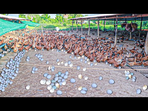Ducks Raising Method - Farm Raised 10 Thousand Ducks And Produce 10 Thousand Of Eggs Everyday