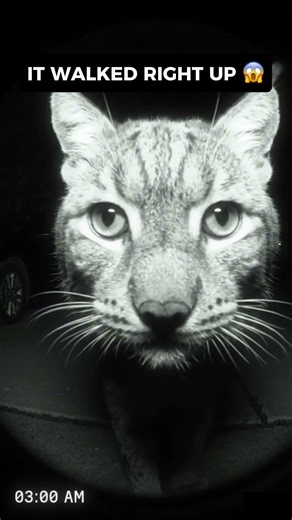Ring cam caught a bobcat walking up to my camera at 3am 😳