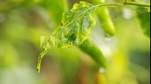 Leaf curl disease in a chili plant caused by virus, geminiviridae, begomovirus, pepper crop health, capsicum