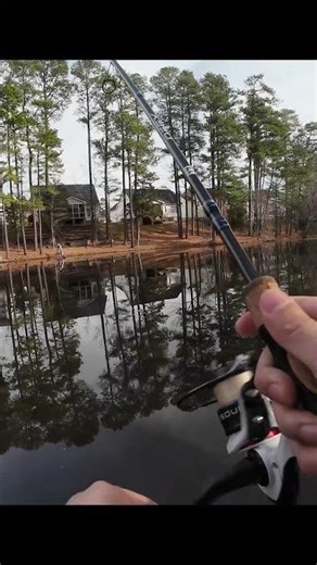 Love catching bluegills #fishing