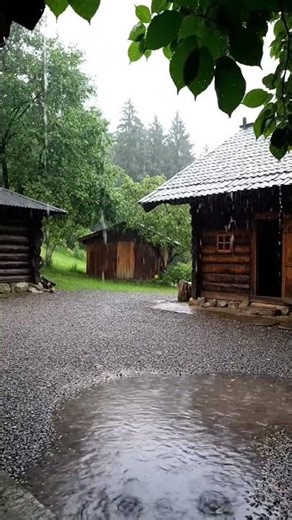 Rain in the forest, interspersed throughout the forest, helps you sleep soundly and relax.