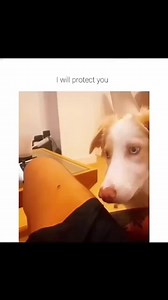 Funny and Cute Dogs Compilation — Laughs & Puppies