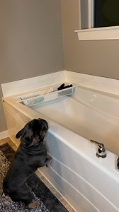 Frenchie bath 🧼 link in bio | Kash.d.frenchie