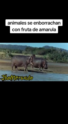 Funny Drunk Animals Compilation | Hilarious Amarula Fruits