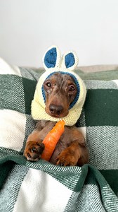 Easter bunny having a snack, getting ready for tomorrow 🐰🥕🥚 (ASMR) (Little throwback to last year) #asmr #easterbunny #bunny #munching #carrot #crunchy #crunchyasmr #cute #cutedog #dachsund #dachsundsofinstagram #dogreels #dogvideo #cutie #sausagedog #easter #eastersunday #egghunt | The Daxie Trouble