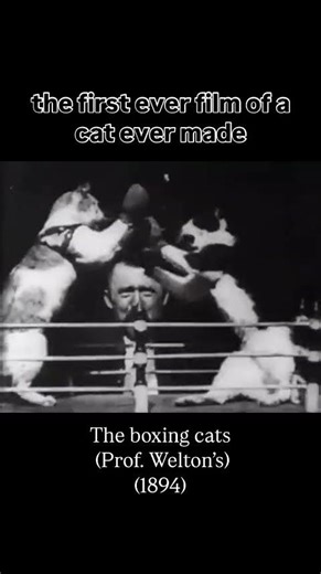 The first known film of cats "The Boxing Cats" (1894) 🐈‍⬛