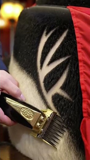 We Tried To Give A Panda A Haircut. The Panda Had Other Plans.