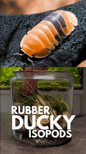 How I turned 4 isopods into 20+ in just 3 months