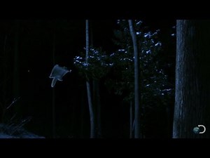 Flying Squirrel Glides at Night | North America