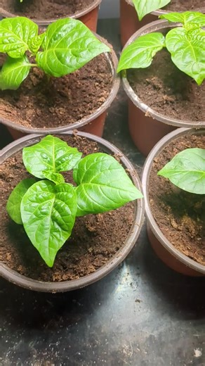big boy bell peppers and Carolina reaper peppers update, all potted up in their final pots till they go out in the polytunnel, I will do a video on how I grow these in my polytunnel and how I pot on using spent and new compost #homegrown #selfsufficientliving #peppers #chillipepper #vegtables