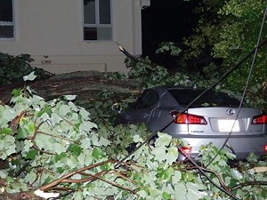 TIMBER! Falling Trees and your Rights