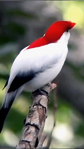 Burung Manakin Araripe ( Chiroxiphia Bokermanni ) Adalah spesies burung dari famili manakin Pipridae. Manakin ini ditemukan pada tahun 1996 dan dideskripsikan secara ilmiah pada tahun 1998. Julukan spesies ini diberikan untuk mengenang ahli zoologi dan pembuat film satwa liar asal Brasil Werner Bokermann yang meninggal pada tahun 1995. Karena mahkotanya yang menyerupai helm burung ini diberi nama dalam bahasa Portugis soldadinho do araripe yang berarti prajurit kecil Araripe. Nama ini juga dikai