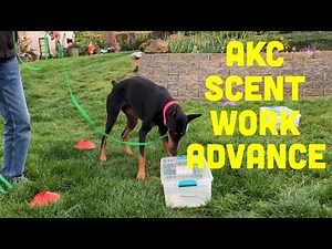 AKC Scent Work Advance Explained and Demonstrated
