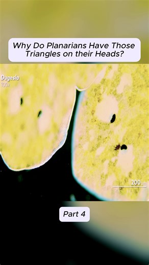 #Planarian #Microcosmos #Flatworm #Microscopy #Microbiology