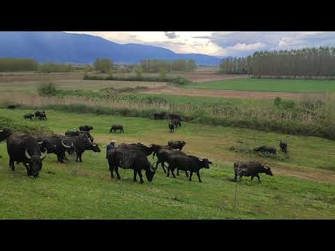 ΣΑΕΚ Σιδηροκάστρου / Ποδηλατάδα στη Λίμνη Κερκίνη με εικόνες φύσης και εμπειρίες (3.4.26) 9