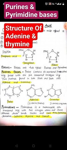 what is structure of adenine and thymine?
