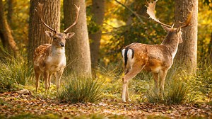 Je ne m’attendais pas à voir des cerfs d’aussi près