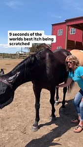 Meet Kokanee. Officially now the happiest horse in the world. | Equine Connection - The Academy of Equine Assisted Learning Inc