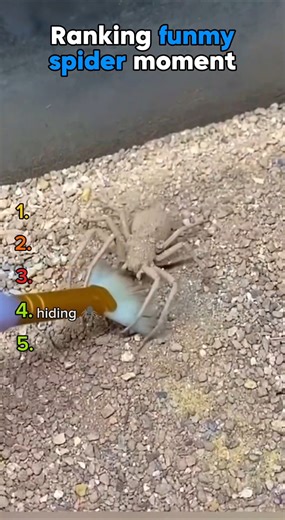 Ranking funniest spider moment 😂 #shorts #funny