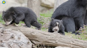 It is hard work being a bear cub! There are so many flowers to smell, branches to chew on and wrestling matches to have. It's no wonder Sean and Ian get tuckered out by mid-morning. Come visit our Andean bears from 9-11 am and see for yourself how rambunctious these brothers can be! | Smithsonian’s National Zoo and Conservation Biology Institute